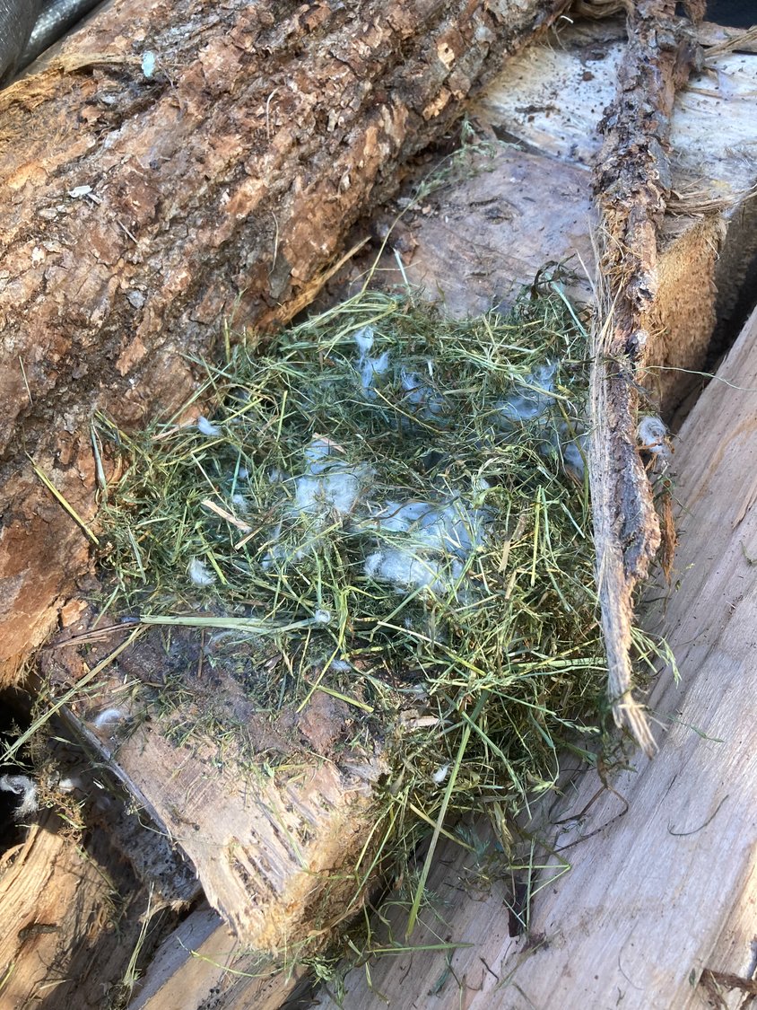 It’s fascinating to find out how our neighbors craft their homes. While I didn’t spot the rodent that constructed this shelter in my woodpile, it clearly made good use of the grass cuttings from our last mowing, as well as some stuffing harvested from an old cushion.